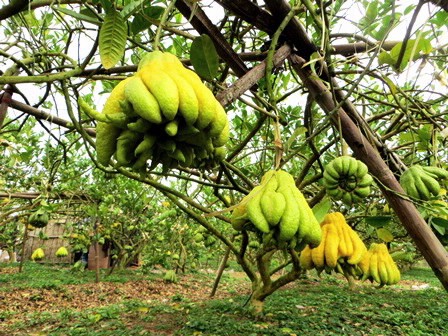 Buddha s hand fruit – Hanoi specialty - welcomes Tet